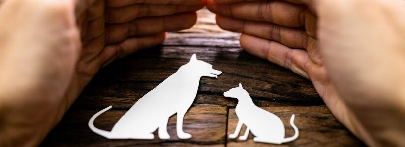 assurance chat chien